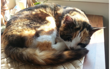 Tai Ji Quan et Qi Gong pour améliorer son niveau de santé